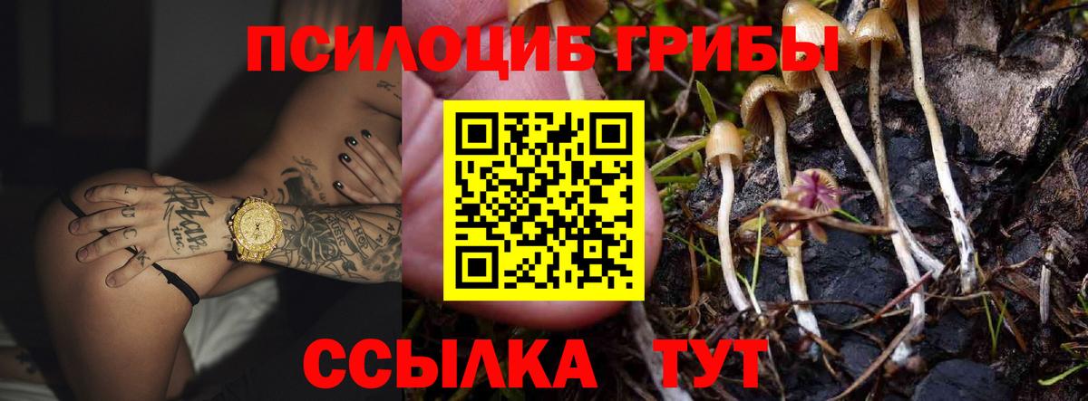 Псилоцибиновые грибы Psilocybe Махачкала